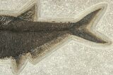 Detailed Fossil Fish (Diplomystus) - Green River Formation #251892-2